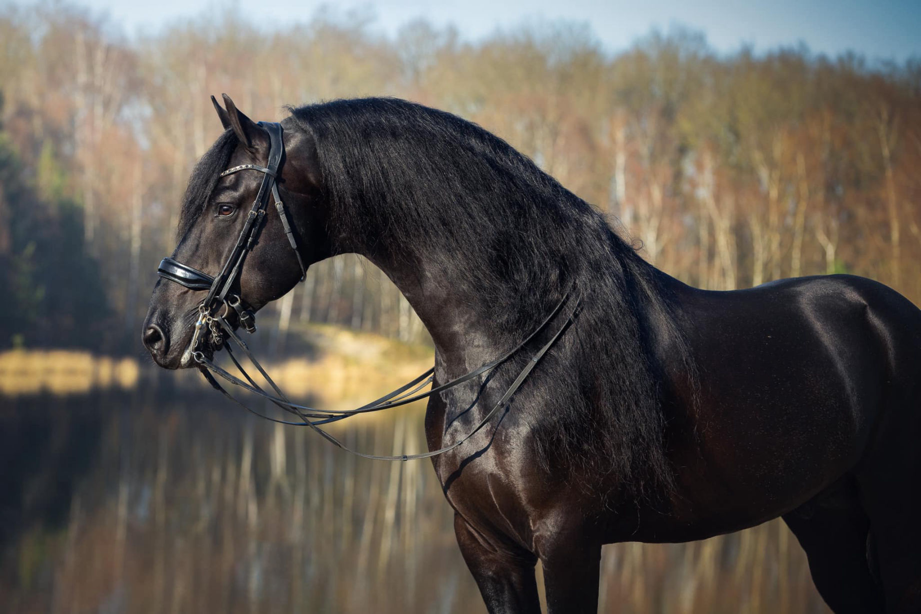 Rommert 498 Sport Elite