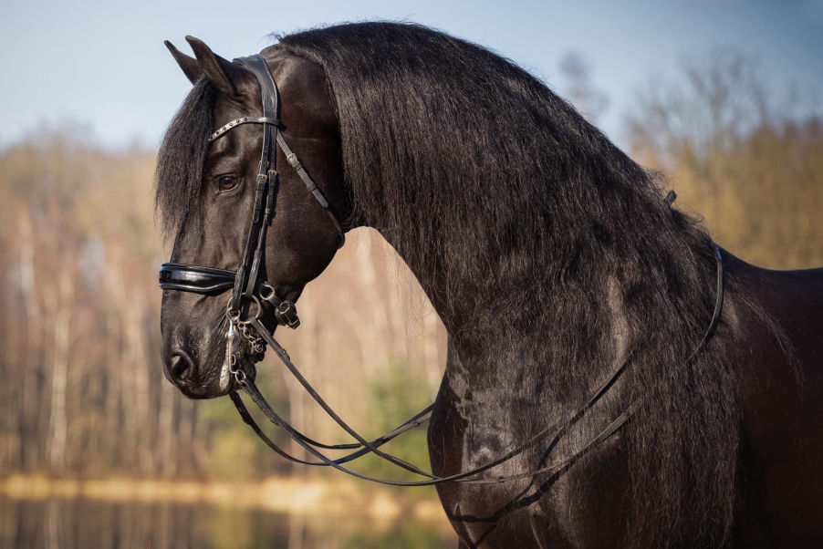 Rommert 498 Sport Elite