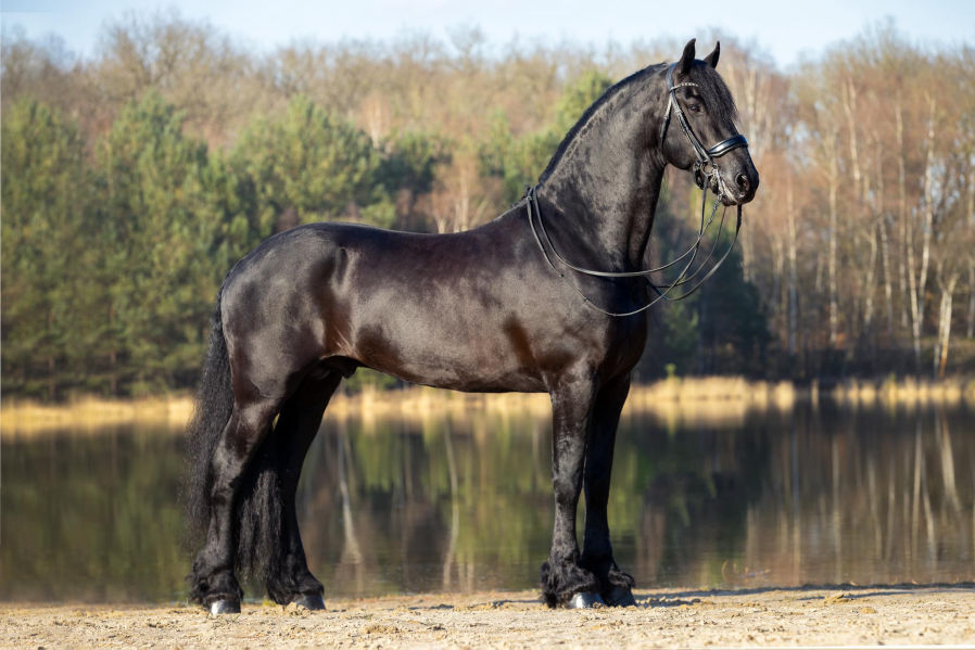 Rommert 498 Sport Elite