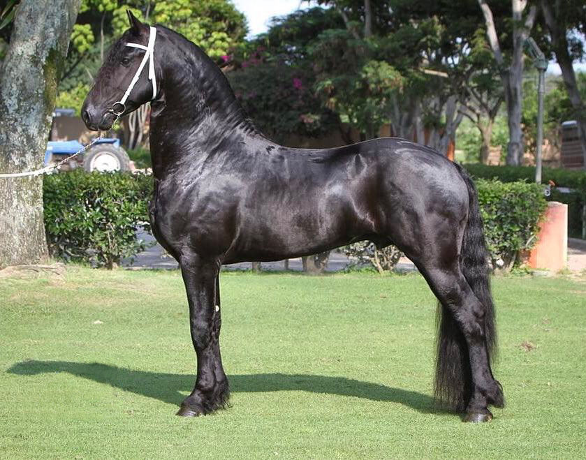 Takomst fan Henswoude, Sport